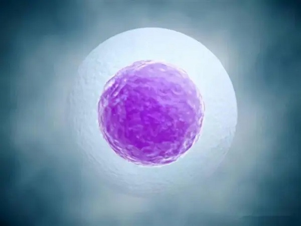 囊胚4bc属于中等级别的胚胎