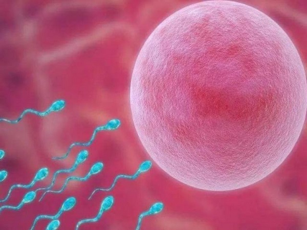 精子DNA碎片率对生育能力有一定影响