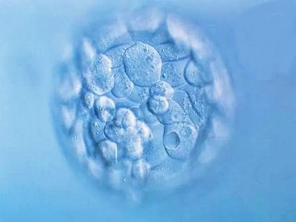 试管成功率会受胚胎质量的影响