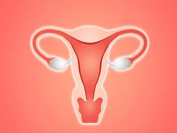 子宫内膜对于育龄期女性来说非常重要