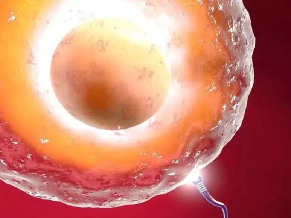 卵泡26x22排出后具备受孕能力