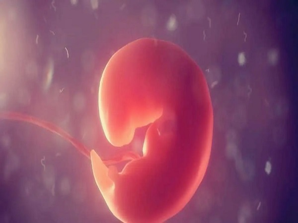 胚芽长大之后就叫胚胎