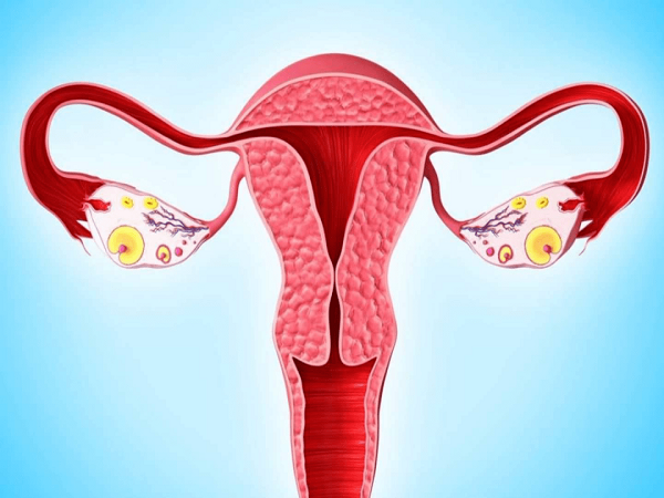 子宫内膜厚度会影响试管胚胎着床的几率