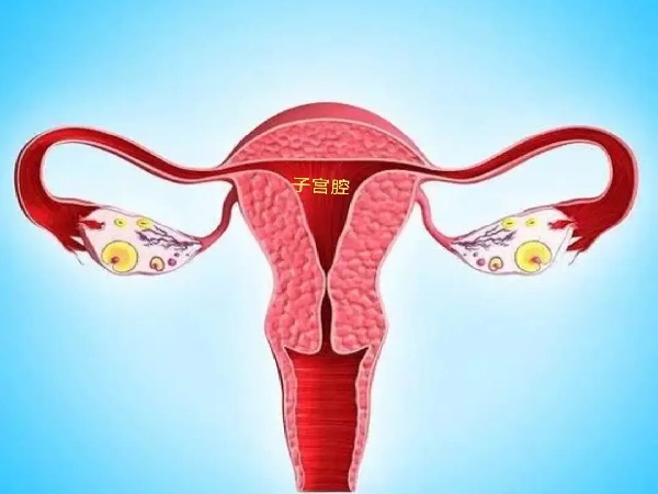 子宫内膜的形态对试管胚胎移植至关重要
