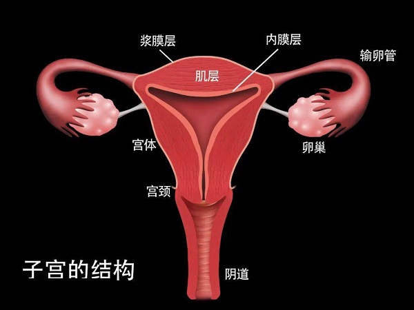 子宫内膜主要分为基底层和功能层
