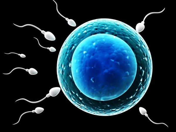 精子和卵子结合形成受精卵就能怀孕