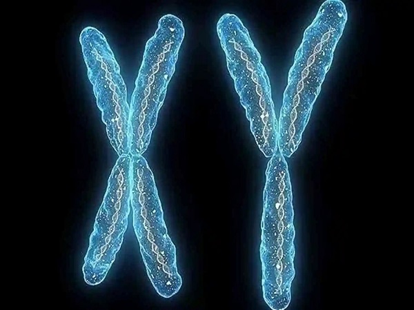 男性的精子分为x和y两种