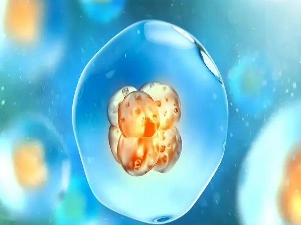 注射绒促的主要作用是促进卵泡成熟破裂