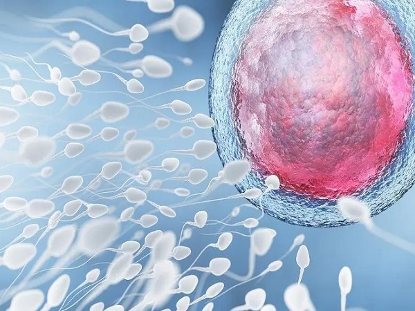 成熟卵泡破裂排出才能和精子结合受孕
