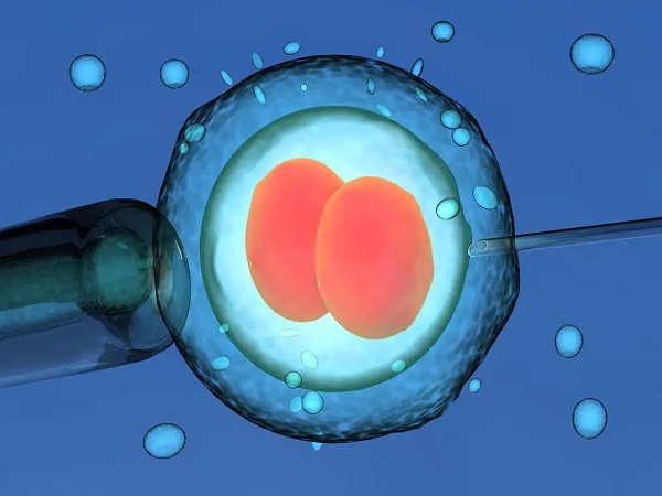 试管移植优质鲜胚一个会裂变成两个吗？