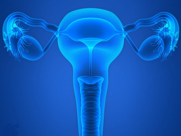 卵子是由女性卵巢所产生的