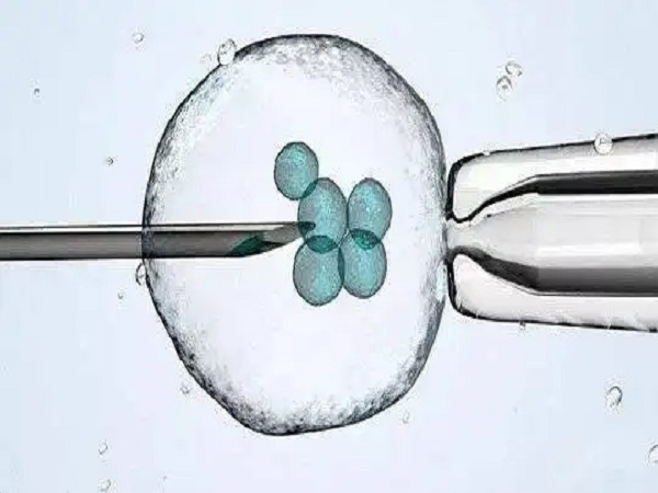 试管移植2个胚胎能够提高怀孕率