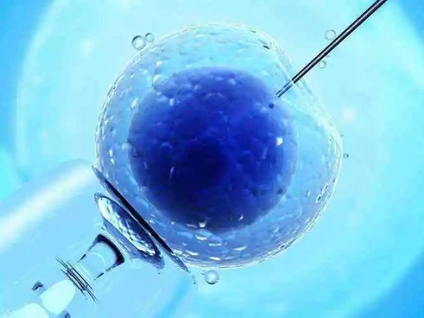 移植8细胞鲜胚的成功率比较高