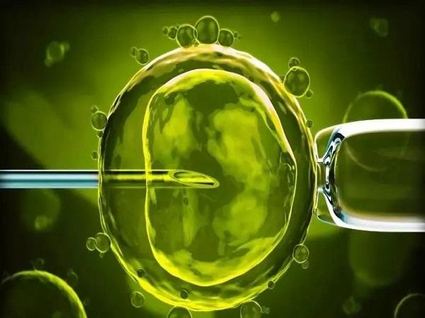 内膜11c是可以进行胚胎移植的