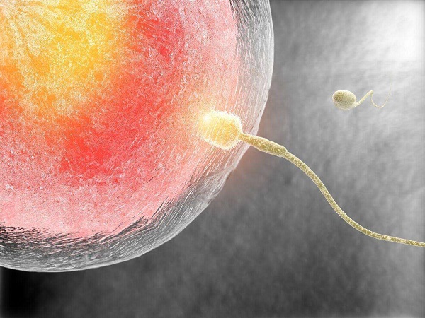 试管婴儿也称体外受精胚胎移植术