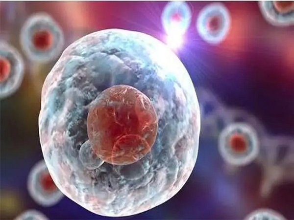 胚胎根据体外培养时间分为鲜胚、囊胚和冻胚