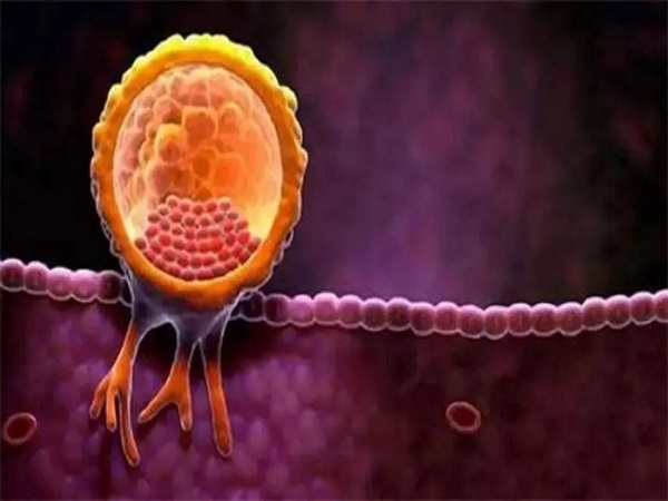 子宫内膜8毫米有利于胚胎着床