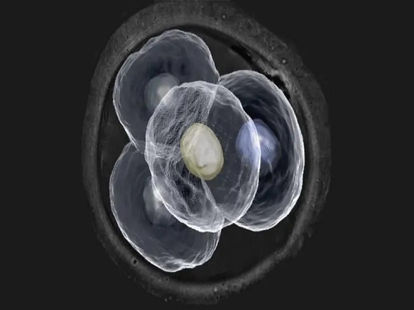 试管二级胚胎和三级胚胎区别分享，移植哪个好看完不迷茫-育儿密码