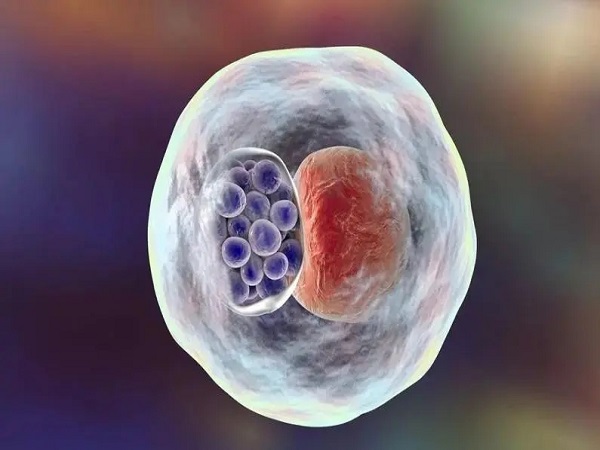 优质囊胚移植后容易变双胎