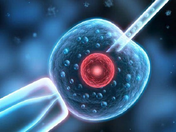 二代试管移植囊胚和鲜胚都是可以的