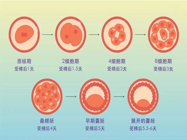 囊胚的发育相对比较完善