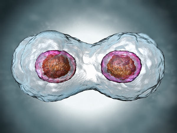 一个囊胚有可能会分出两个