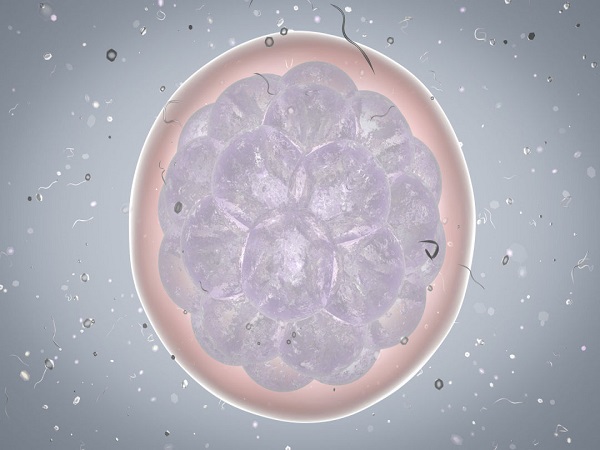 优质胚胎指的是一二级胚胎