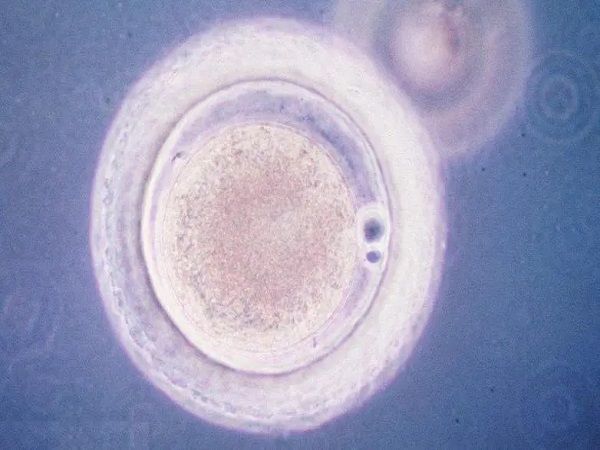 2级8细胞冻胚移植后4-5天能着床