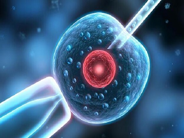 雌二醇与胚胎发育有关