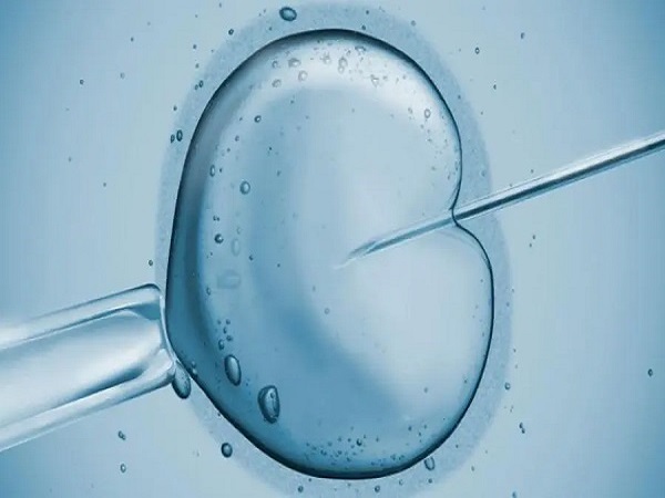 移植囊胚第二天囊胚可能在游走分裂
