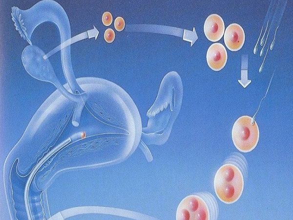 疤痕子宫且宫腔内有积液是会影响胚胎着床的