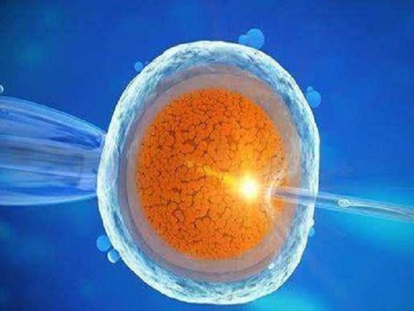 囊胚4ba属于是一级胚胎