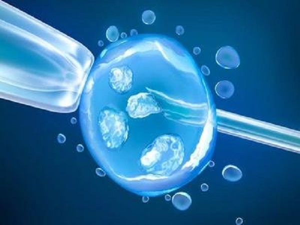 在胚胎质量上八细胞二级胚胎不如八细胞一级胚胎