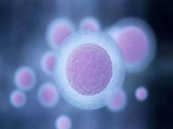 5个胚胎养囊一般能成2-3个