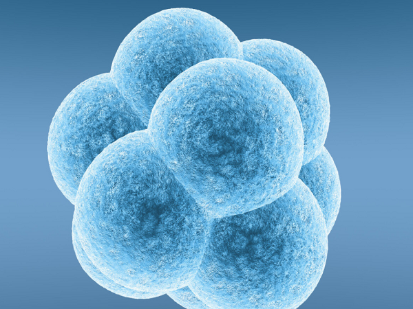 囊胚移植在试管中比较常见
