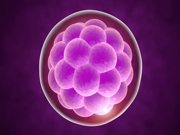 桑葚胚胎养囊成功的几率比较大
