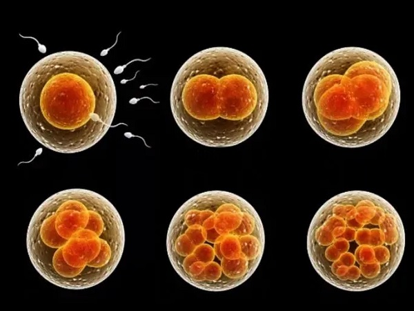 三代试管养囊通知晚和胚胎发育缓慢有关