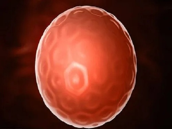 4ba囊胚是养囊4天的胚胎