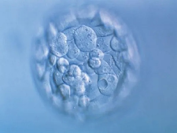 胚胎11细胞和8细胞的区别分享，从质量便知选择哪个好-育儿密码