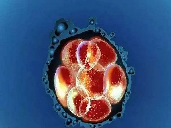 8细胞养囊失败和胚胎质量有关