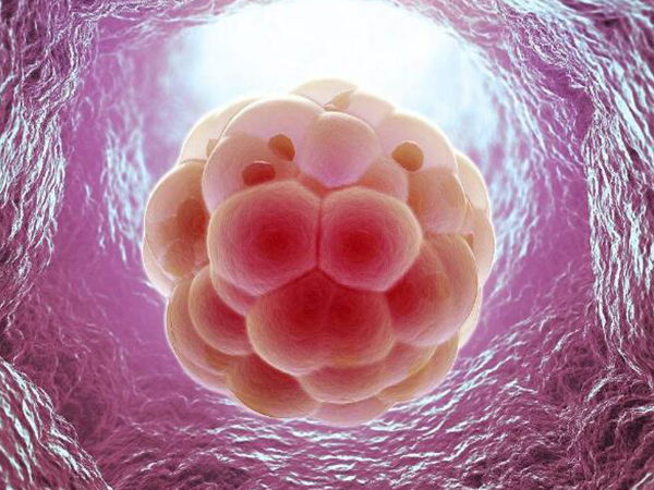 4细胞1级胚胎质量不是很好