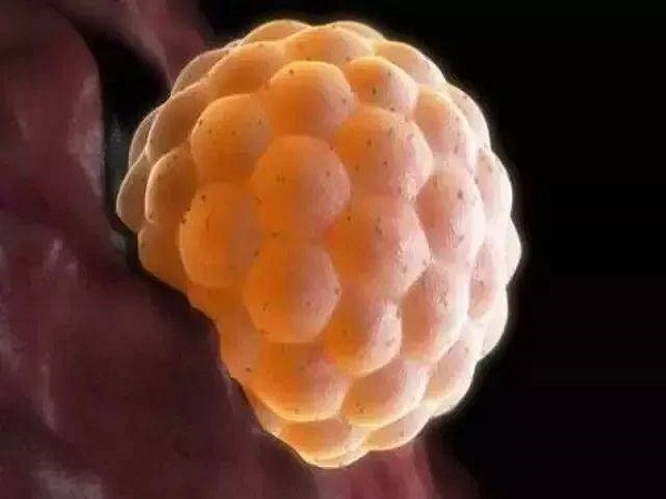 6天才形成的囊胚不能说明质量差