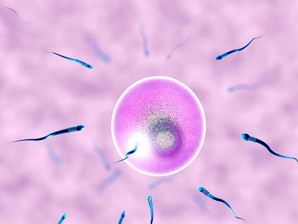 三天鲜胚需要结合细胞分裂情况进行级别划分