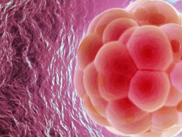 6bb和3bb囊胚在医学临床上两者都属于优质胚胎