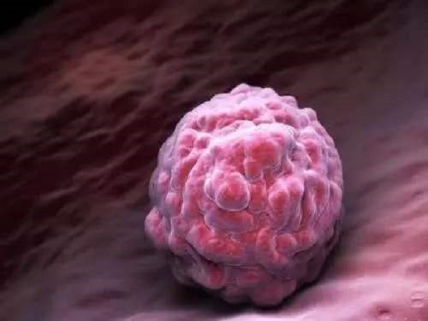 四细胞胚胎养囊成功率比较低