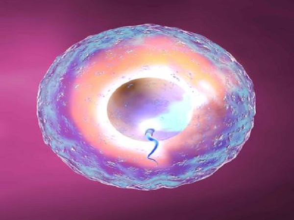8细胞一级冻胚和4bc囊胚都属于质量比较好的胚胎
