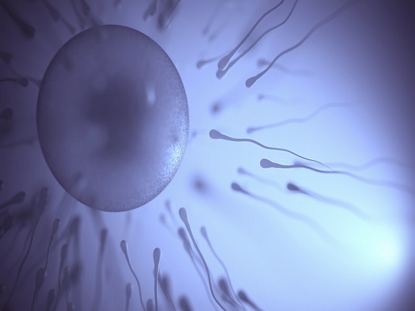 35岁以下女性移植囊胚畸形率高低因人而异