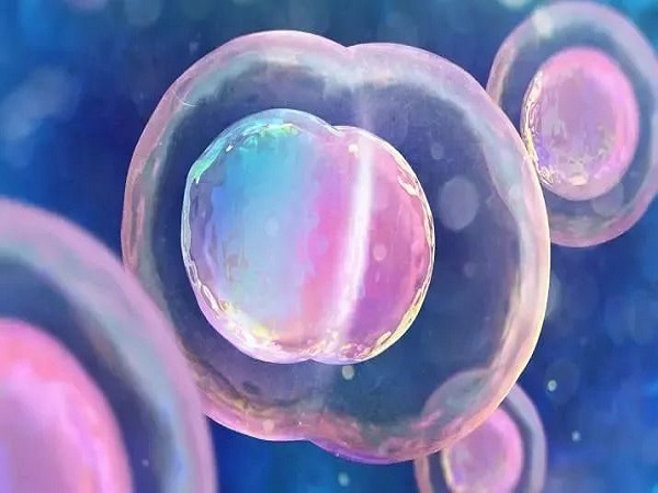 雌二醇上涨能说明胚胎是存活的
