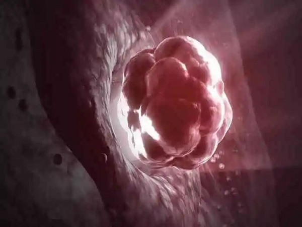 移植后雌二醇大于200胚胎才能着床
