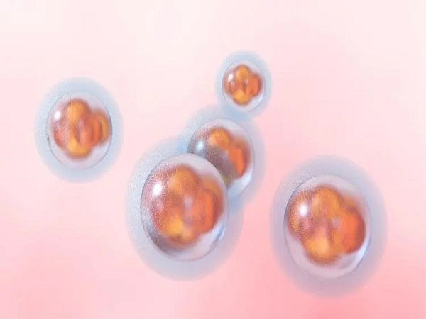桑葚胚胎着床的过程是比较复杂的